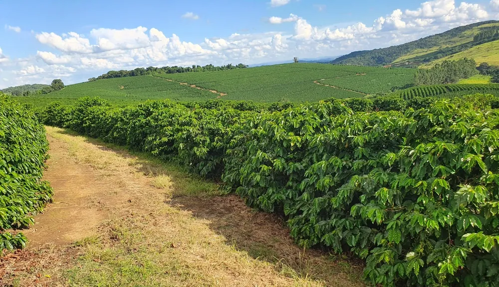 Fazenda, 730 hectares - Foto 1