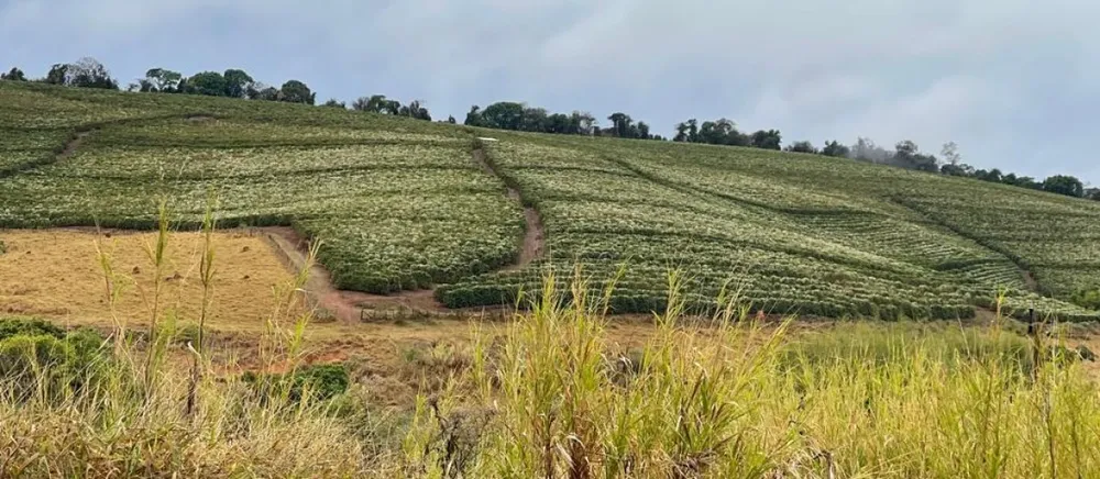 Fazenda, 730 hectares - Foto 4