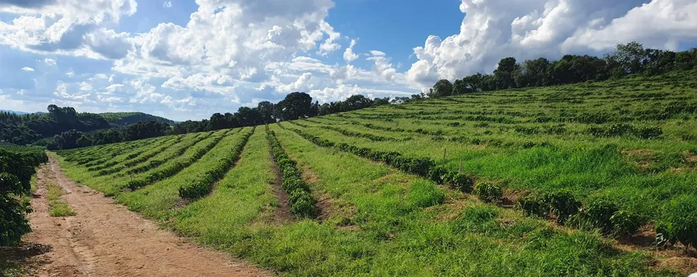 Fazenda, 730 hectares - Foto 6