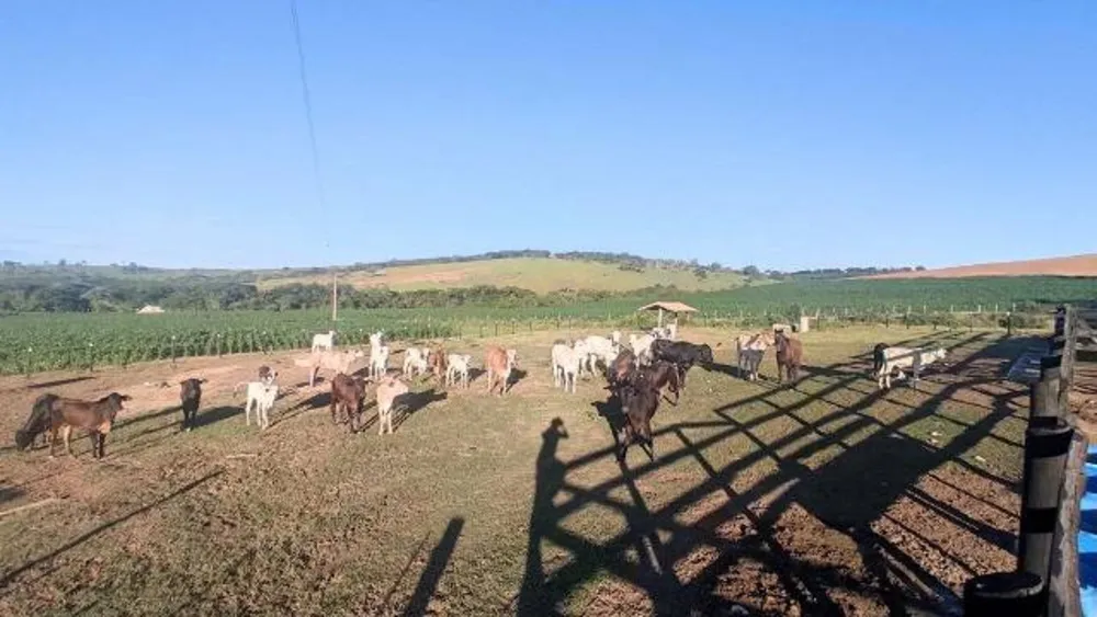 Fazenda, 437 hectares - Foto 20