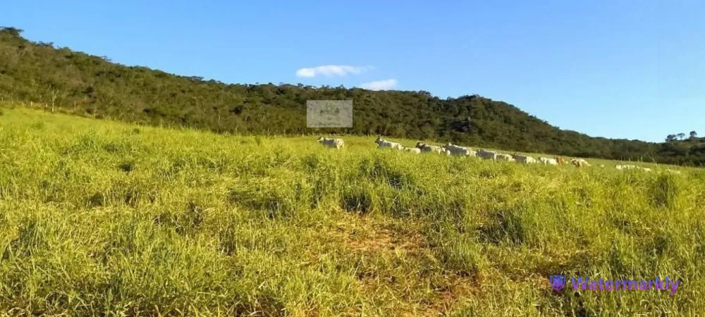 Fazenda, 437 hectares - Foto 2