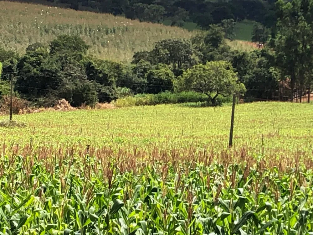 Fazenda, 20 hectares - Foto 3