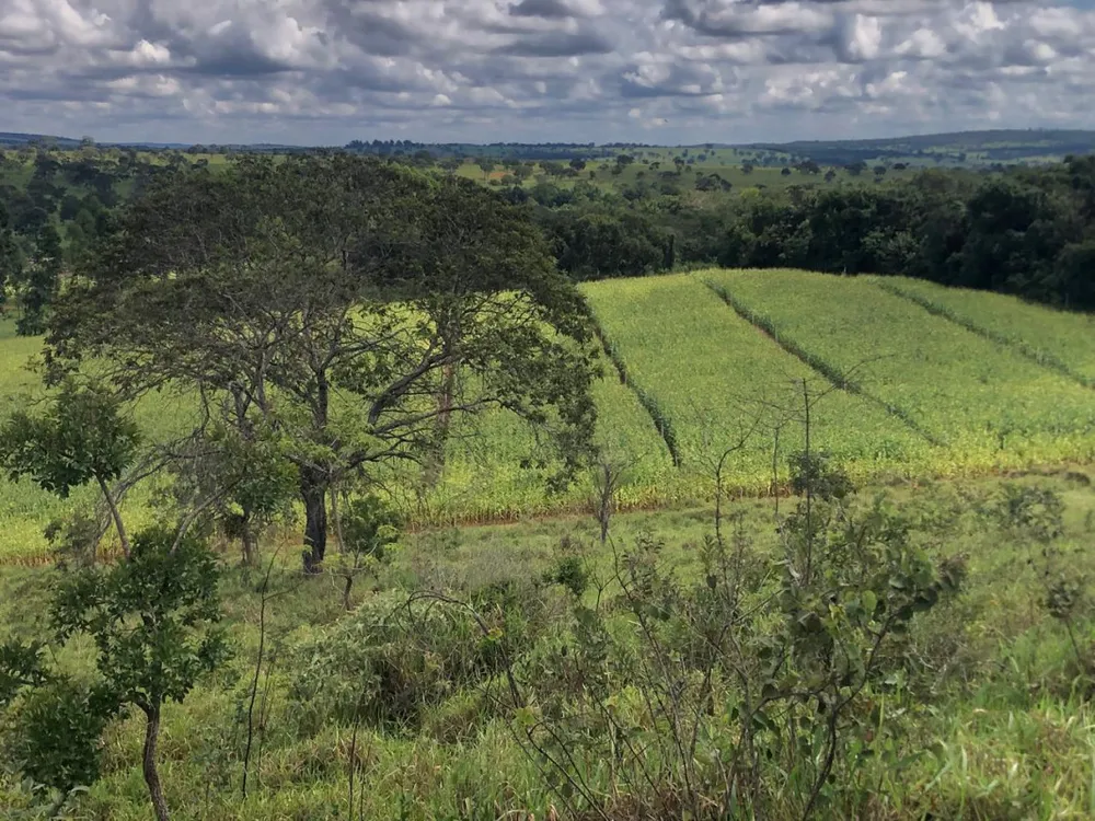Fazenda, 20 hectares - Foto 6