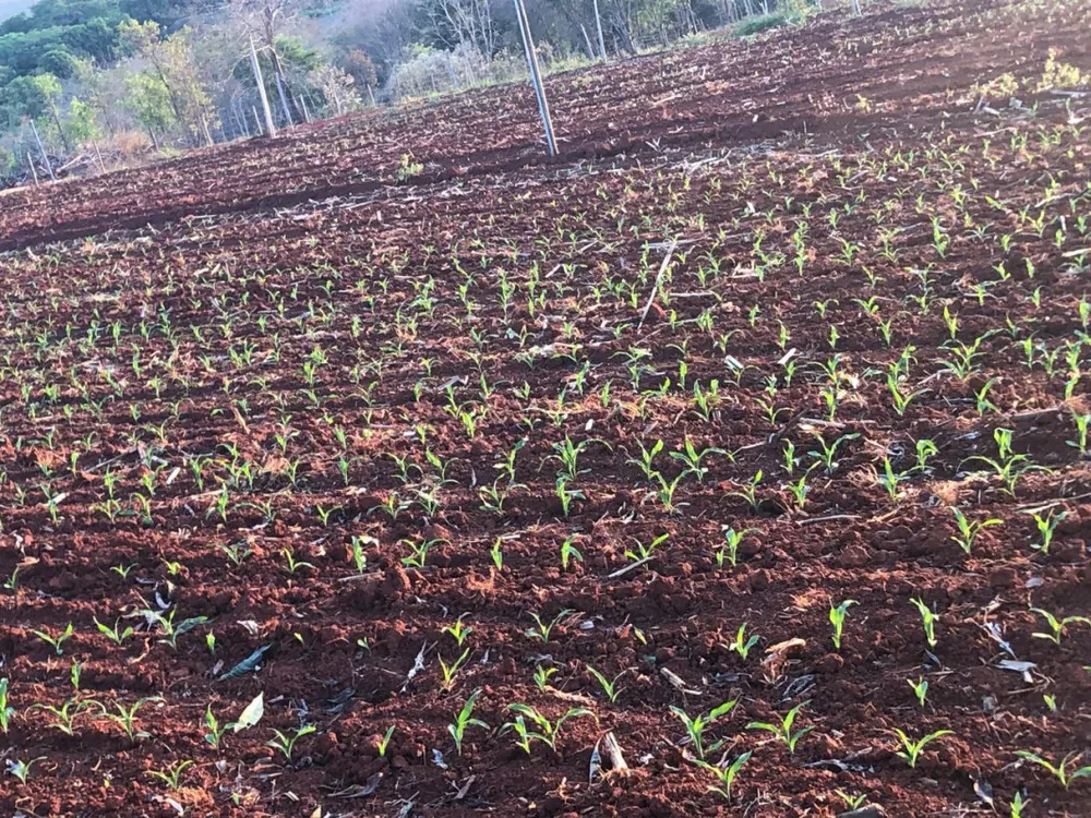 Fazenda, 20 hectares - Foto 5