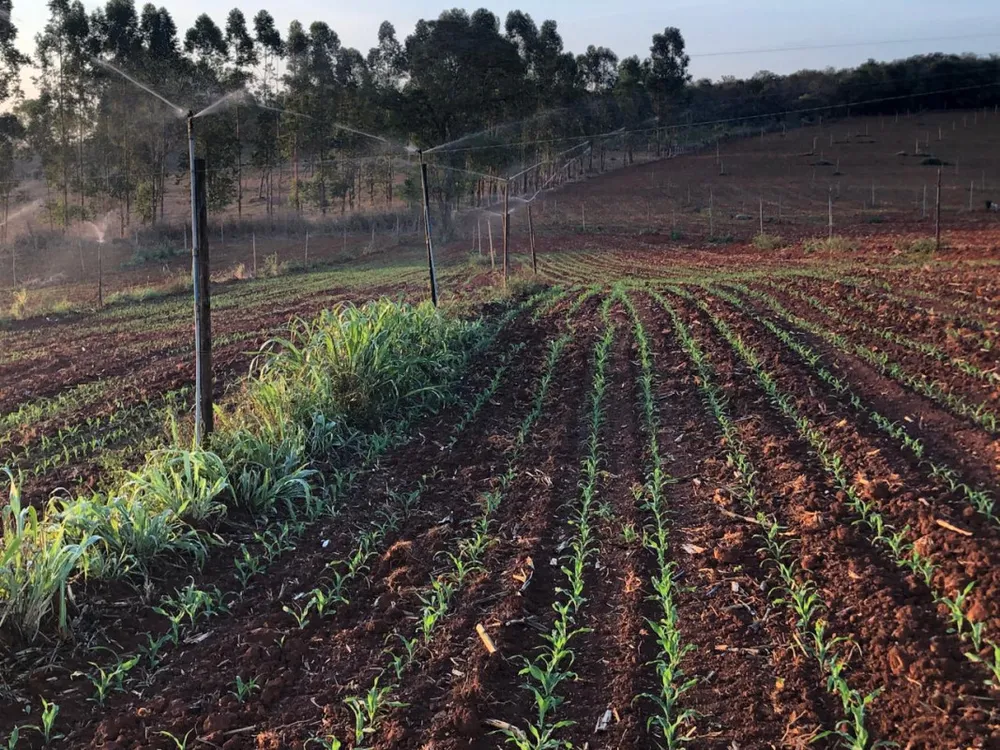 Fazenda, 20 hectares - Foto 10