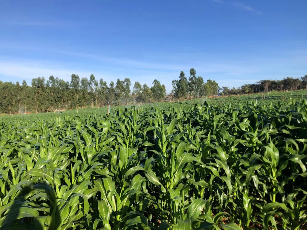 Fazenda, 20 hectares - Foto 7