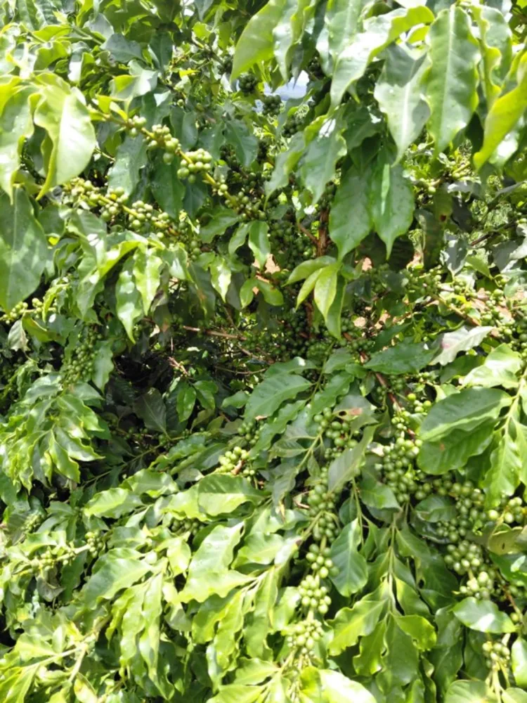 Fazenda, 121 hectares - Foto 4