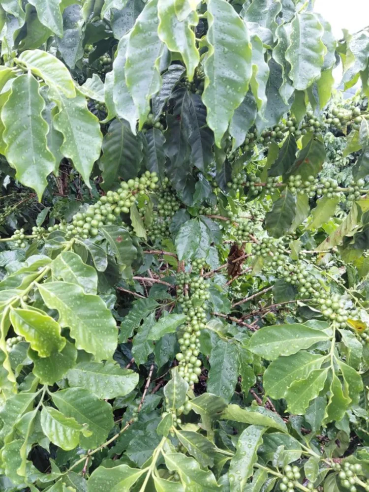 Fazenda, 121 hectares - Foto 7
