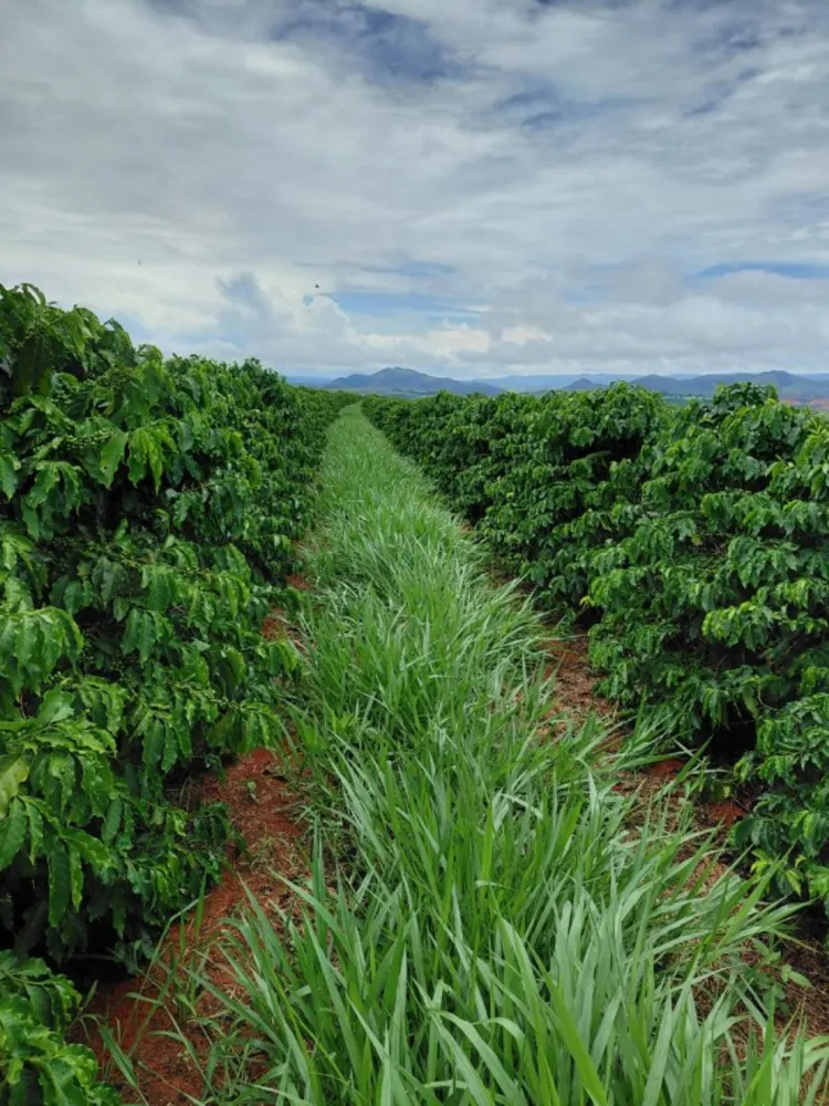 Fazenda, 121 hectares - Foto 9