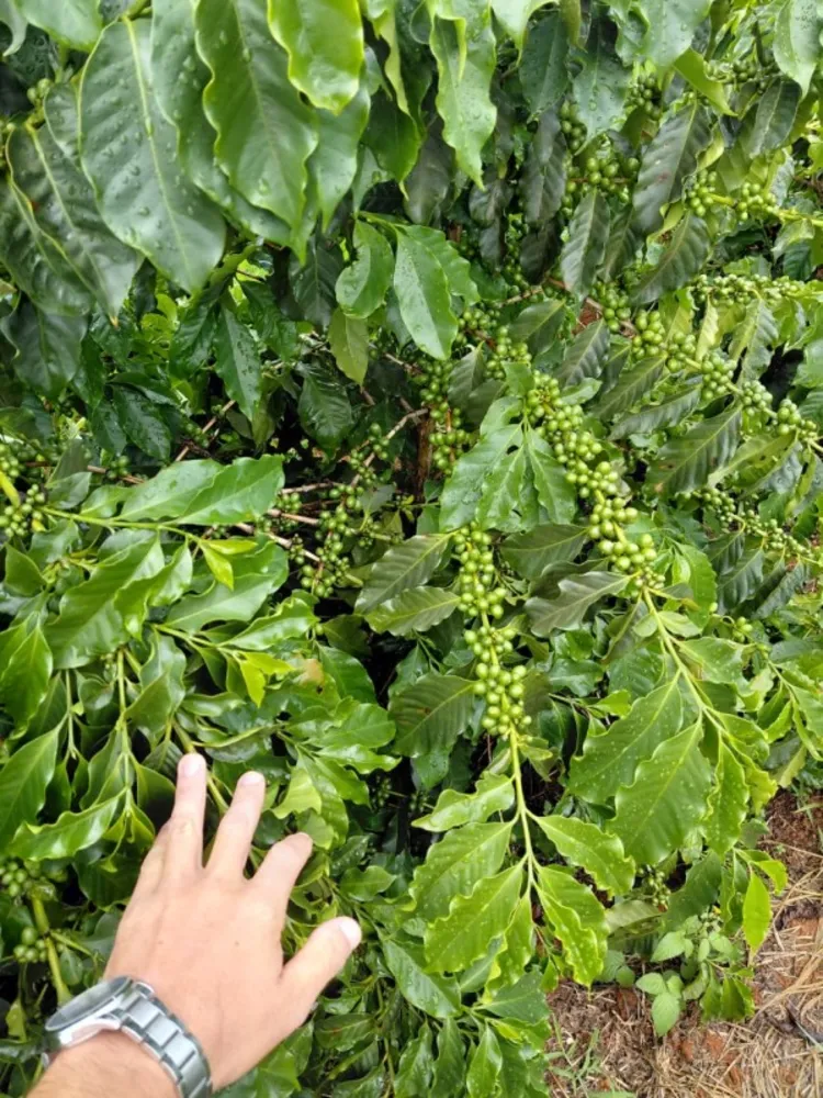 Fazenda, 121 hectares - Foto 5