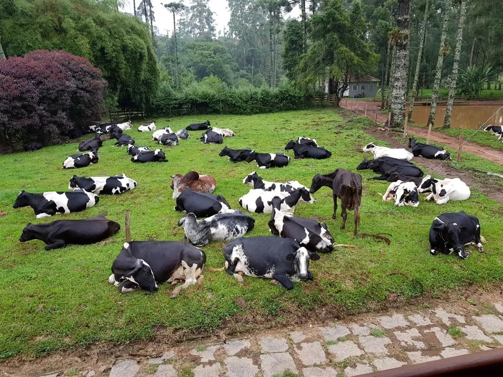 Fazenda, 3 quartos - Foto 11