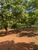 Sítio, 3 quartos, 4 hectares - Foto 11