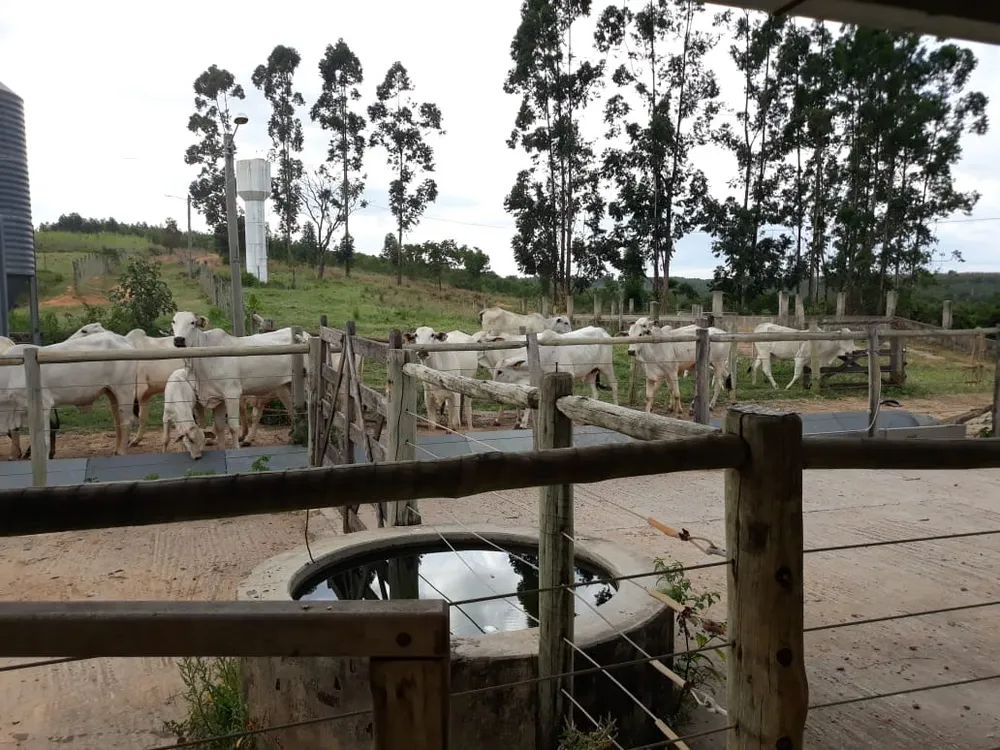 Fazenda, 4 quartos - Foto 6