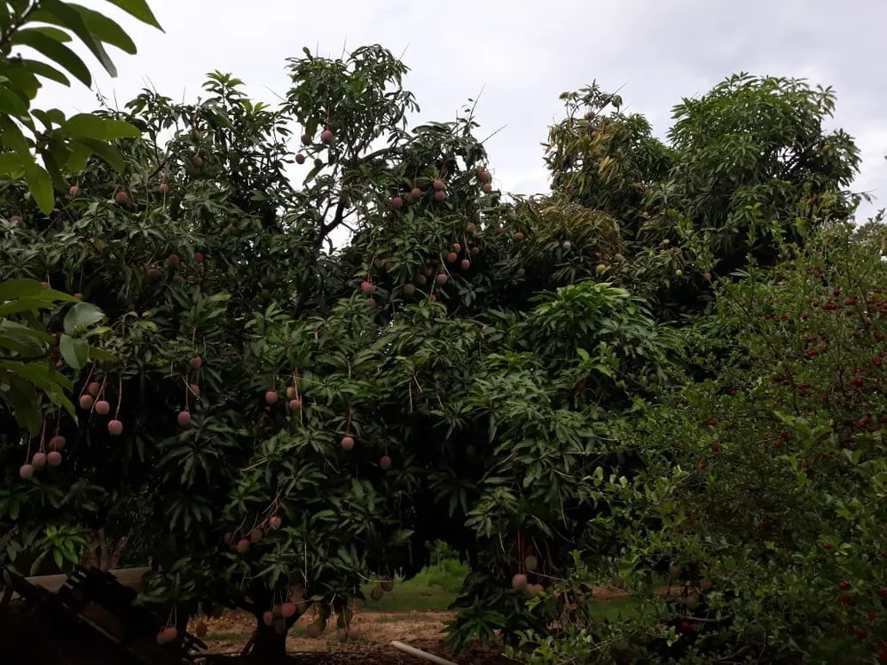Fazenda, 4 quartos - Foto 4