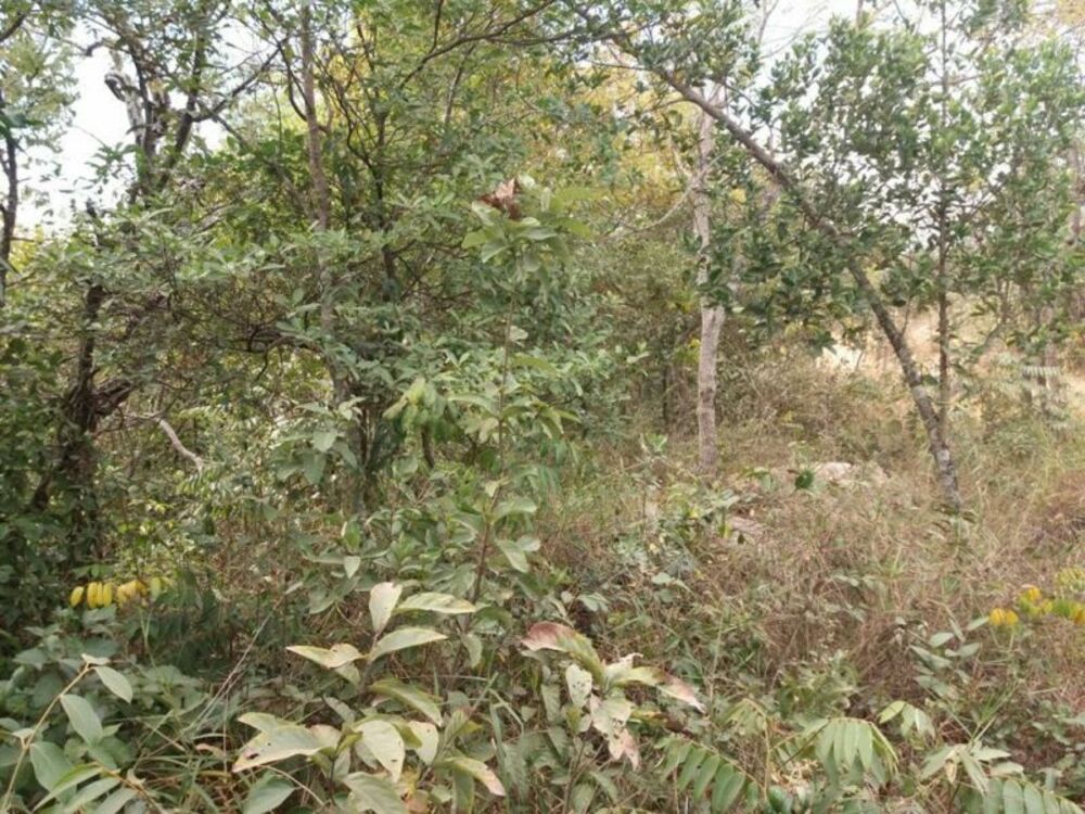Terreno à venda, 6200m² - Foto 4