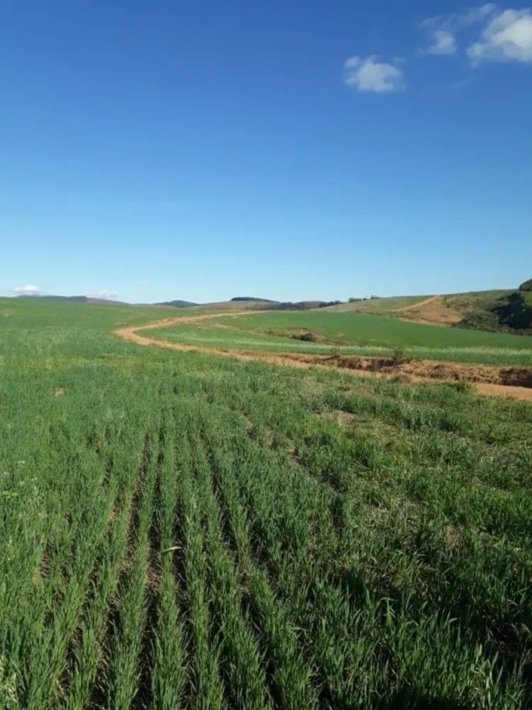 Fazenda, 650 hectares - Foto 19