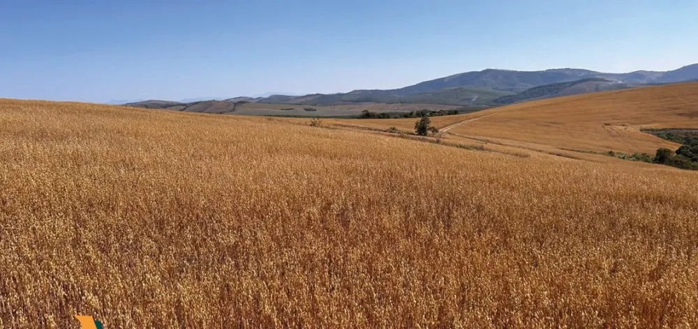 Fazenda, 650 hectares - Foto 8