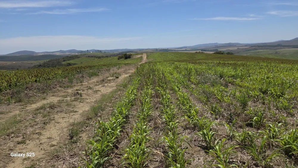 Fazenda, 650 hectares - Foto 1