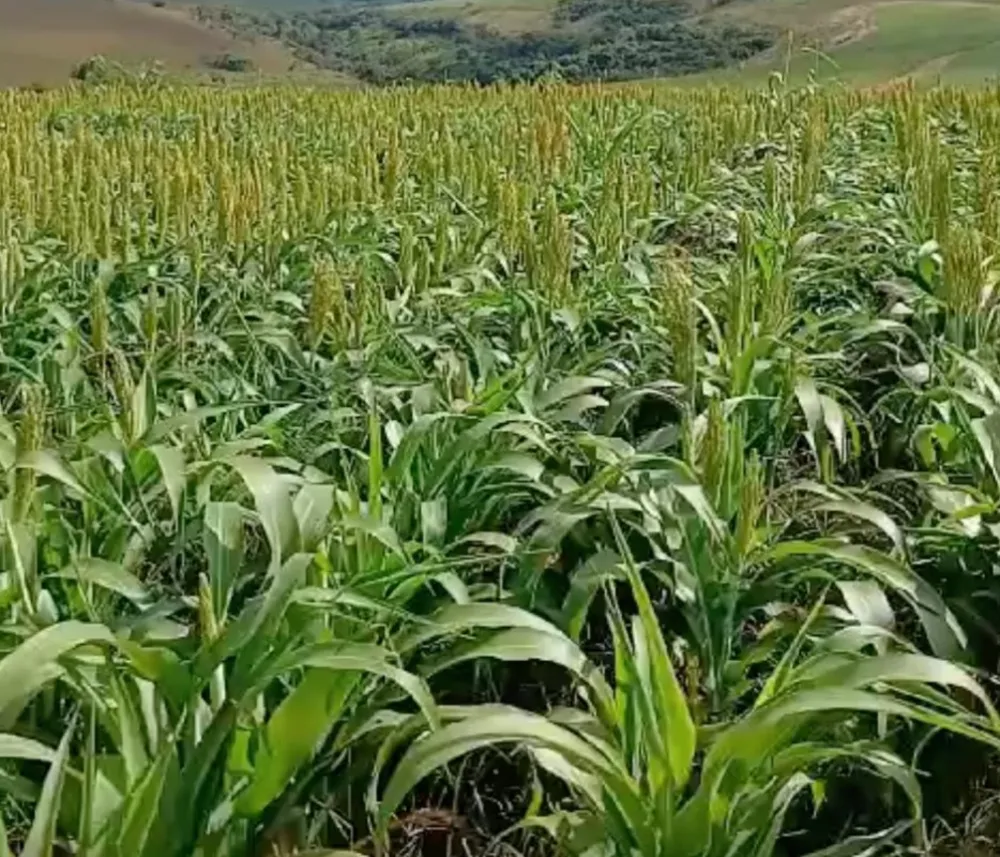 Fazenda, 650 hectares - Foto 1