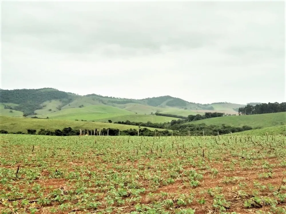 Fazenda, 650 hectares - Foto 12