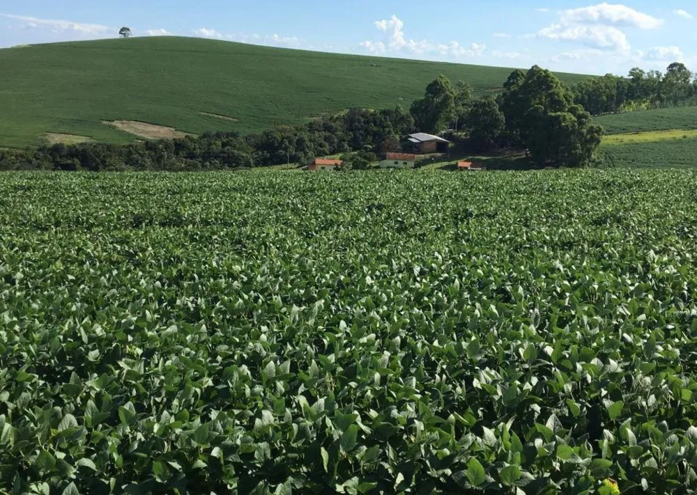Fazenda, 1283 hectares - Foto 10