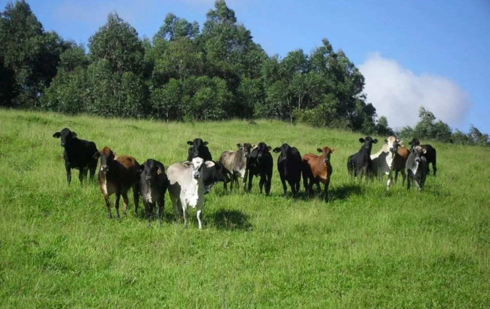 Fazenda, 1283 hectares - Foto 1