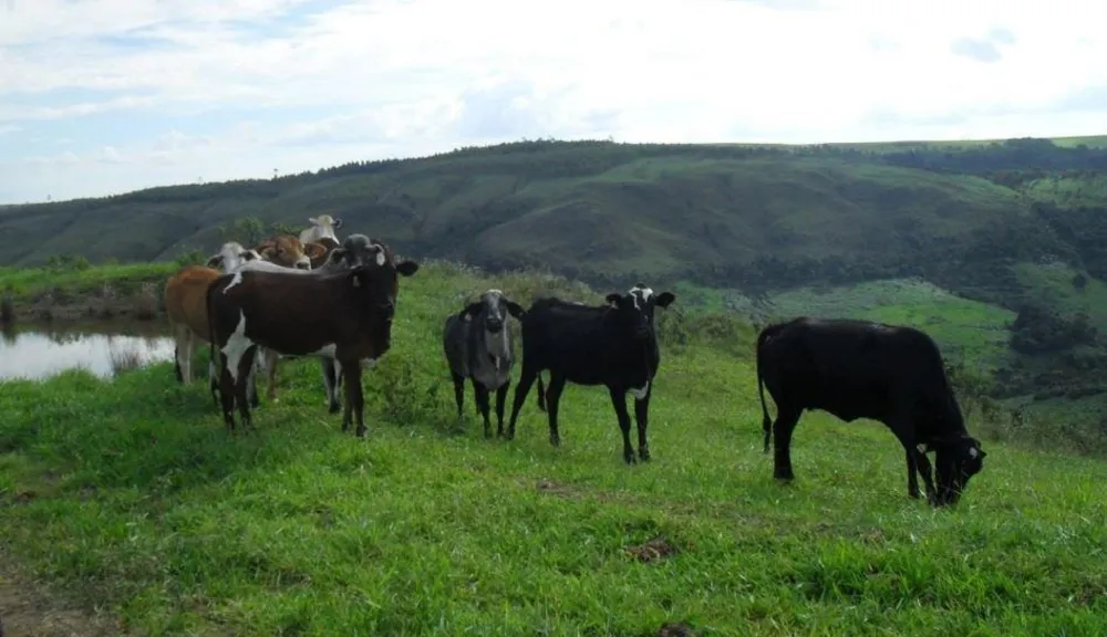 Fazenda, 1283 hectares - Foto 9