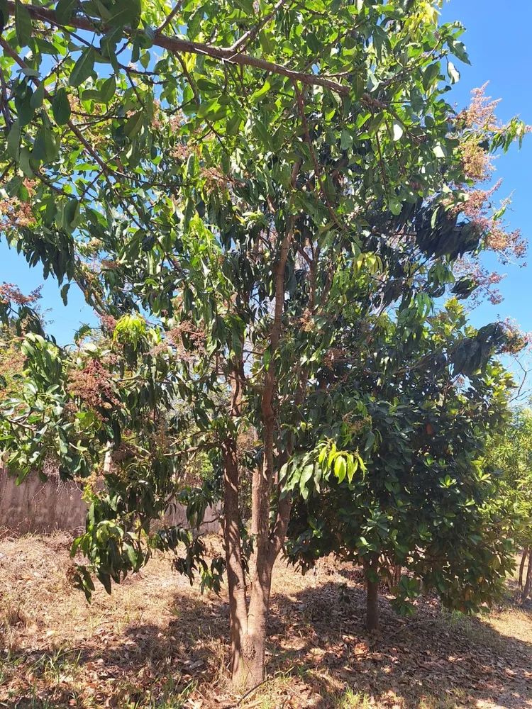 Chácara, 4 quartos, 11 hectares - Foto 10