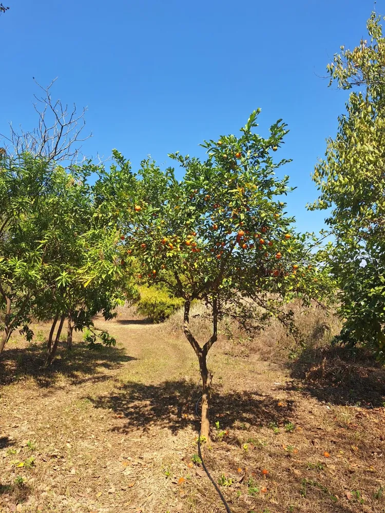 Chácara, 4 quartos, 11 hectares - Foto 11