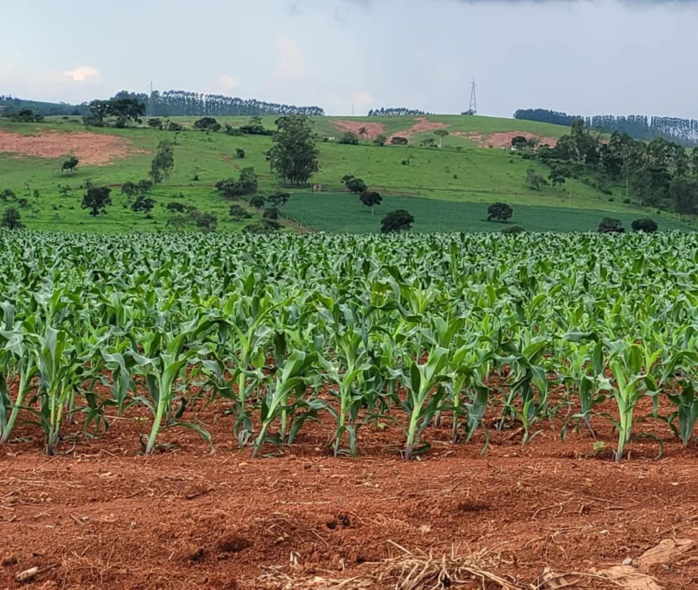 Fazenda, 210 hectares - Foto 18