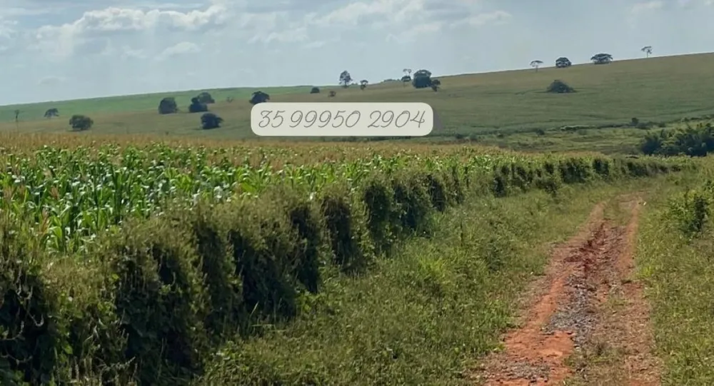 Fazenda, 210 hectares - Foto 6