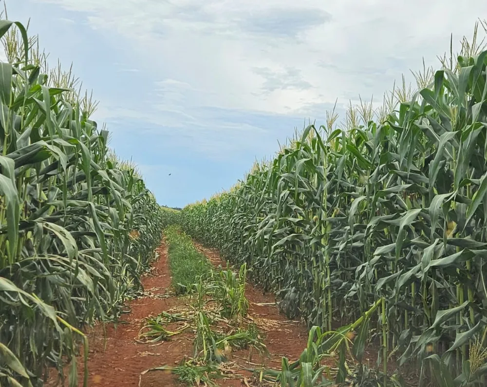 Fazenda, 210 hectares - Foto 15