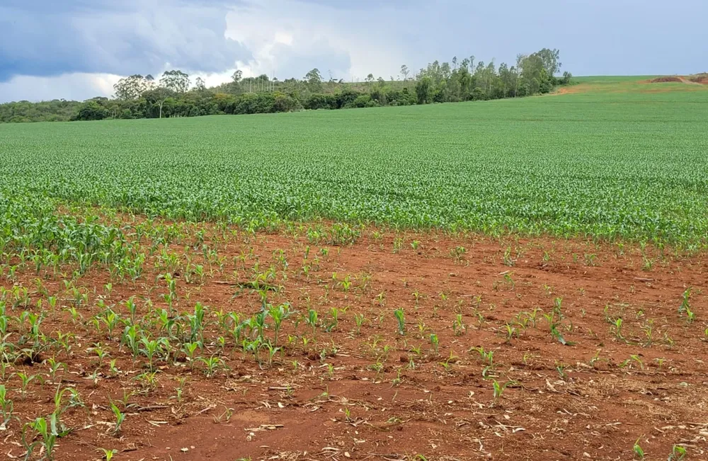 Fazenda, 210 hectares - Foto 11