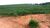 Fazenda, 167 hectares - Foto 2