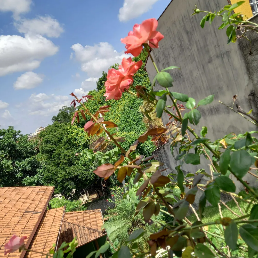 Casa, 3 quartos, 250 m² - Foto 11