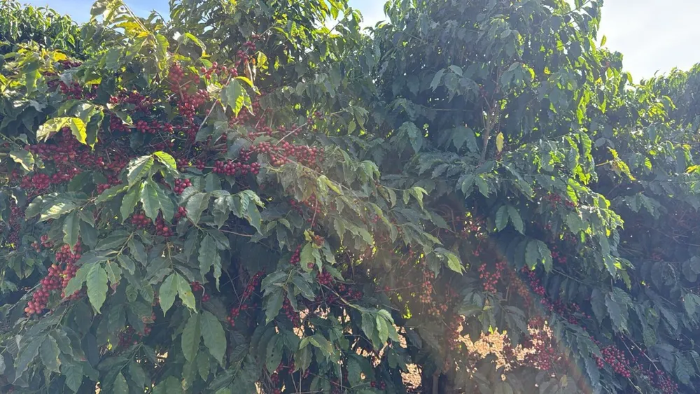 Fazenda, 83 hectares - Foto 4