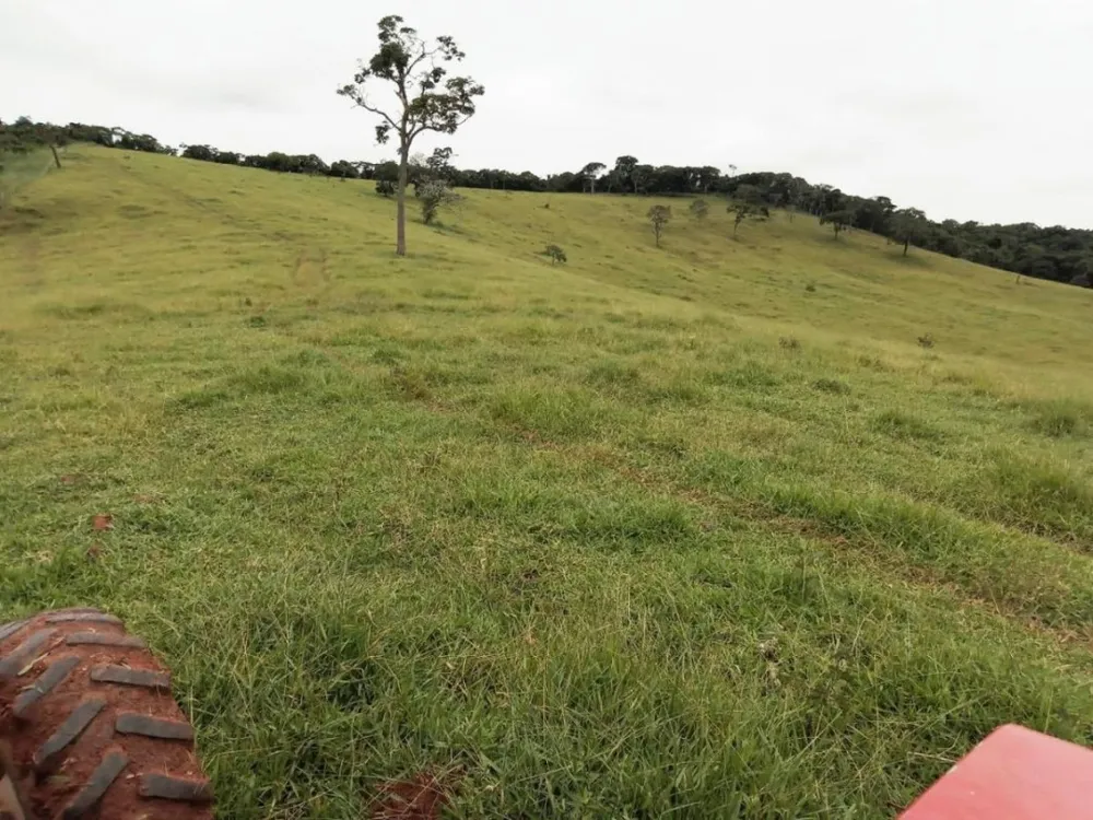 Fazenda, 131 hectares - Foto 9