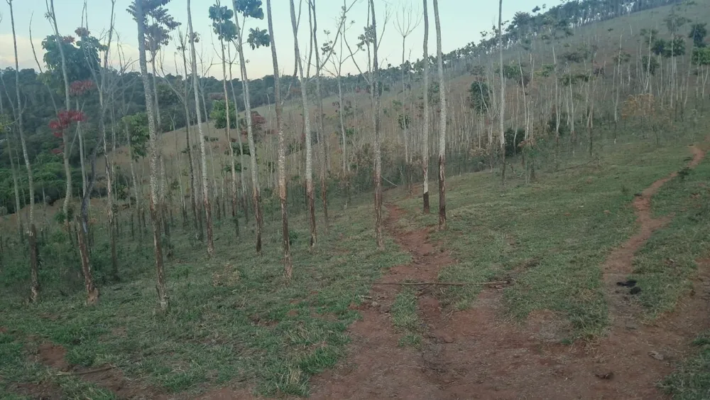 Fazenda, 131 hectares - Foto 8