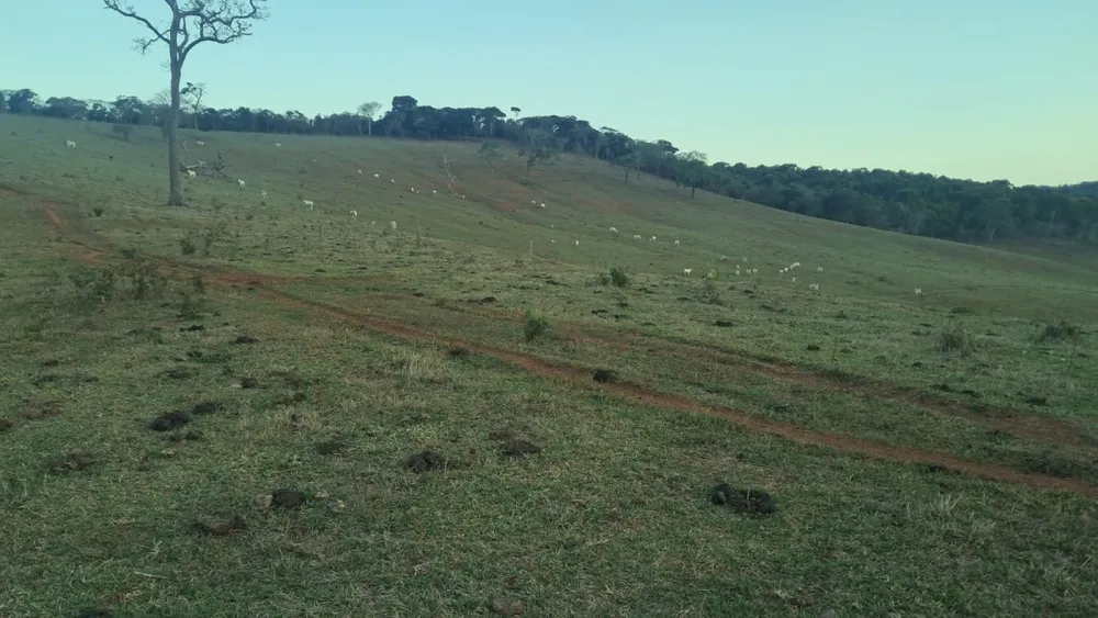 Fazenda, 131 hectares - Foto 4