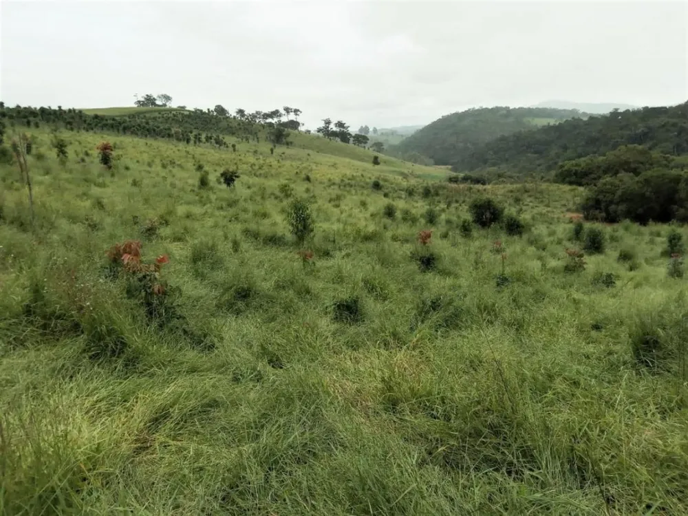 Fazenda, 131 hectares - Foto 15