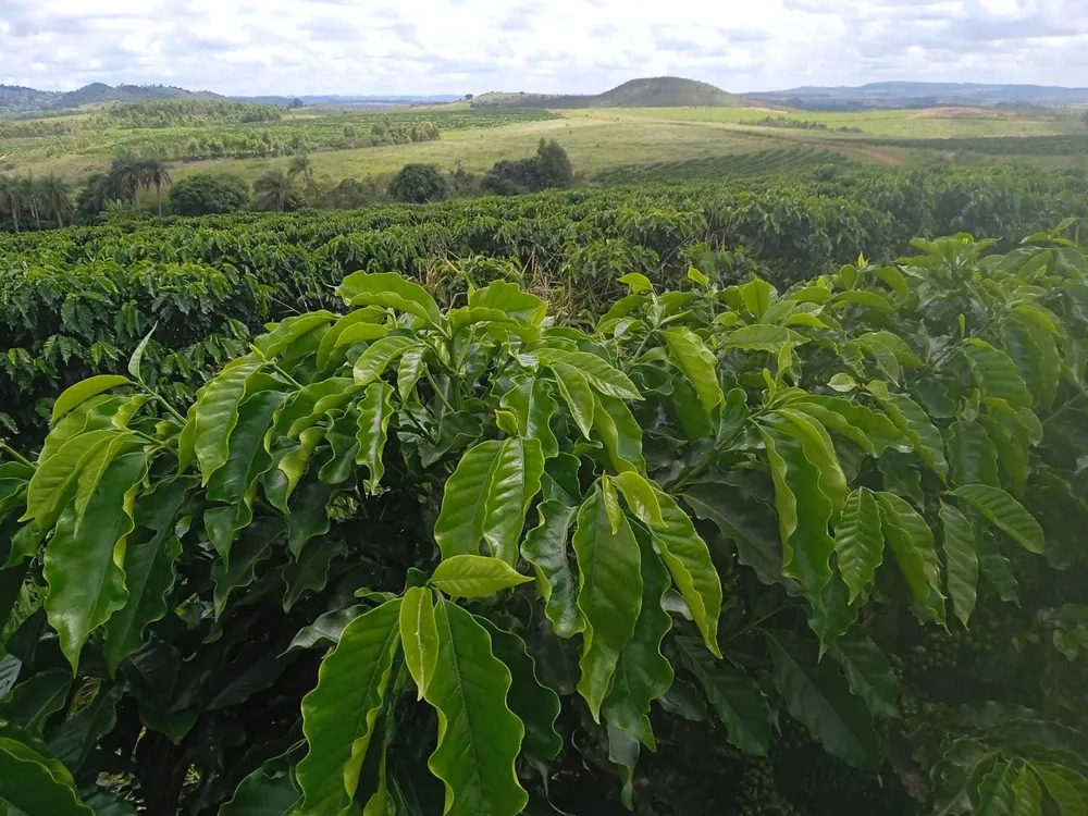 Fazenda, 323 hectares - Foto 2