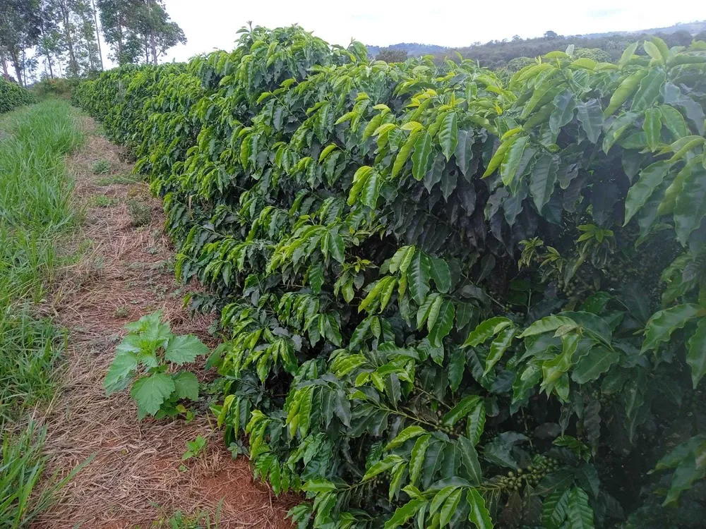 Fazenda, 323 hectares - Foto 1