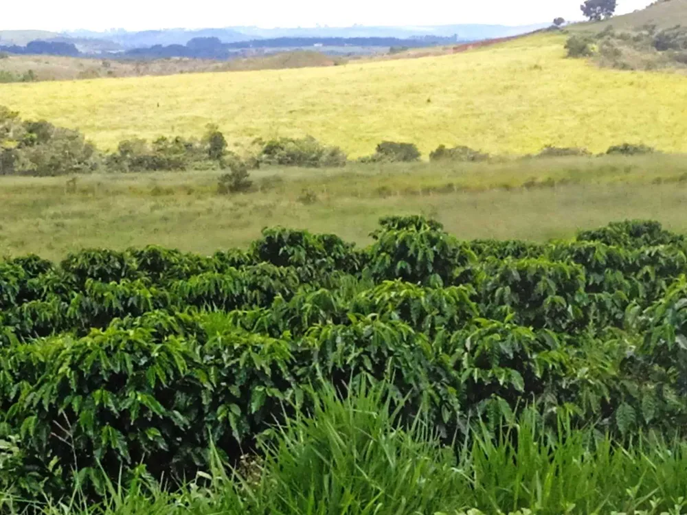 Fazenda, 323 hectares - Foto 5