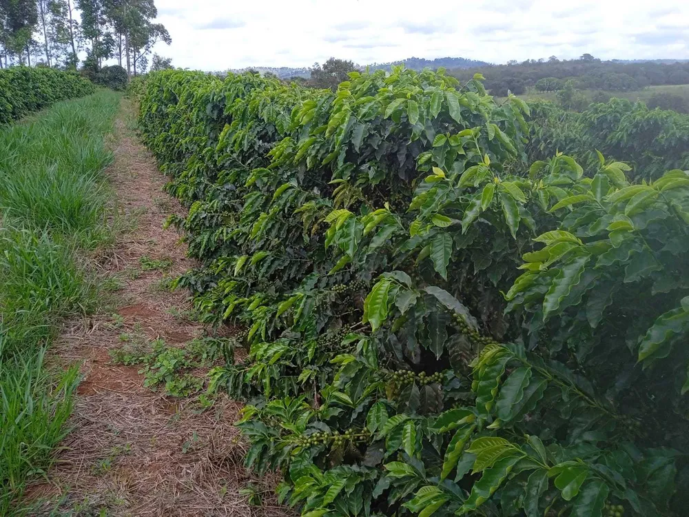Fazenda, 323 hectares - Foto 6
