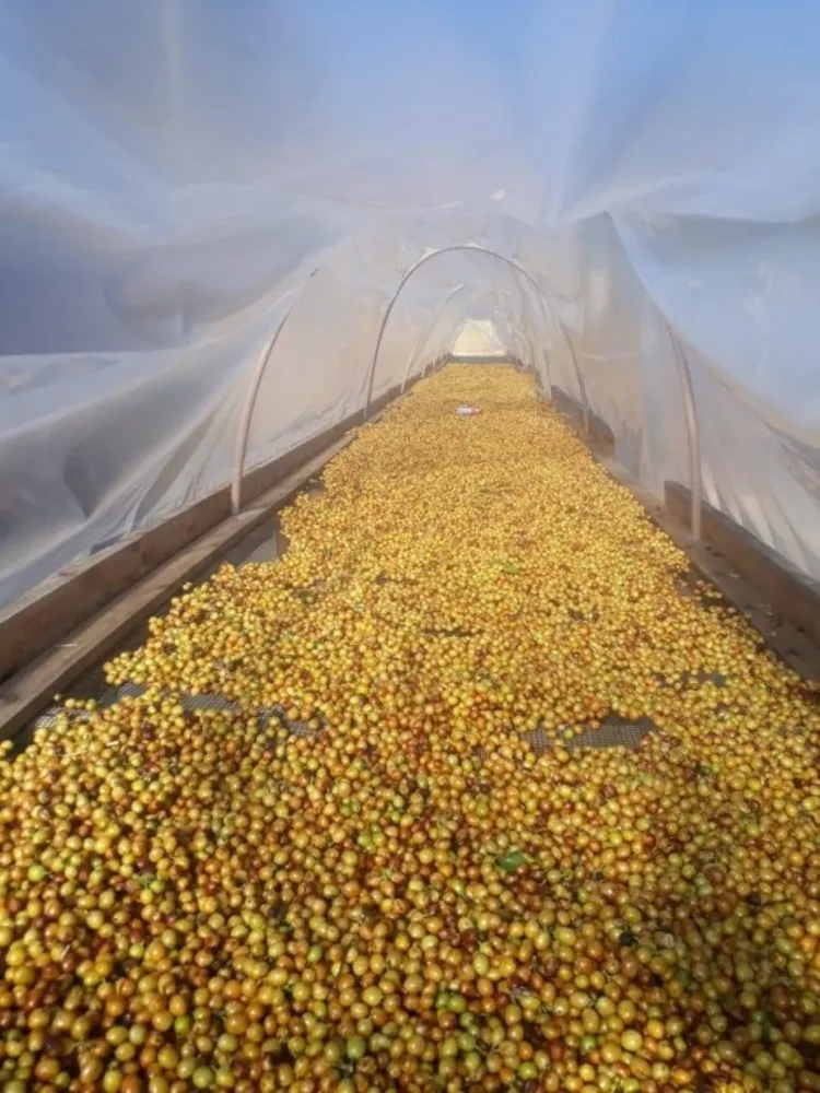 Fazenda, 48 hectares - Foto 6