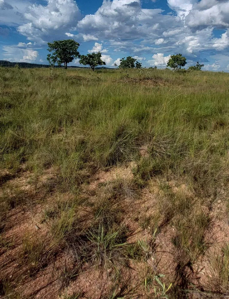 Fazenda, 615 hectares - Foto 14