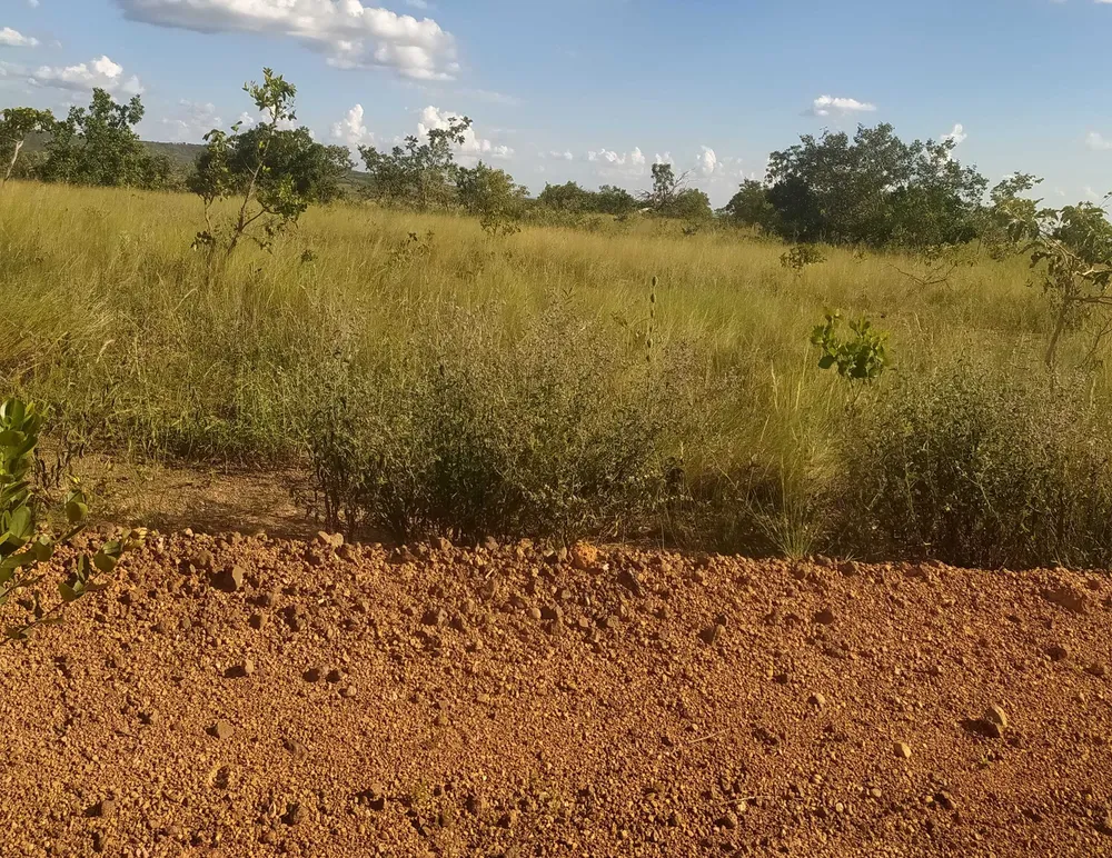 Fazenda, 615 hectares - Foto 4