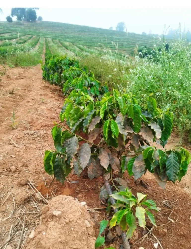 Fazenda, 65 hectares - Foto 4