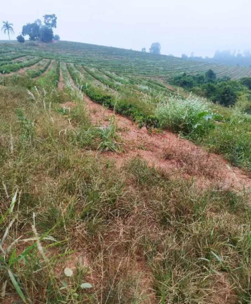 Fazenda, 65 hectares - Foto 3