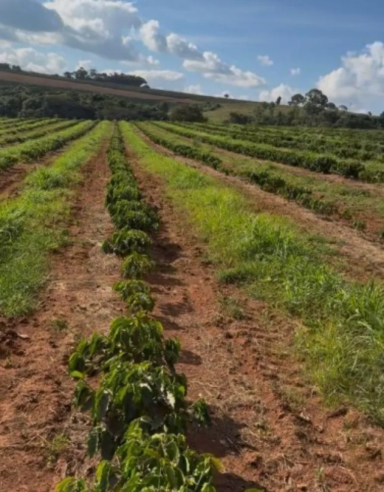 Fazenda, 65 hectares - Foto 1